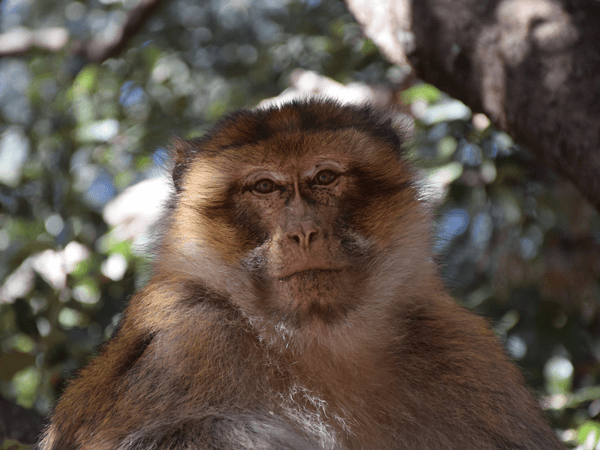 Mono de Gibraltar en el bosque de cedros