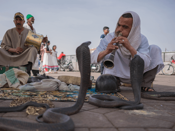 Encantador de serpientes en la fascinante Marrakech