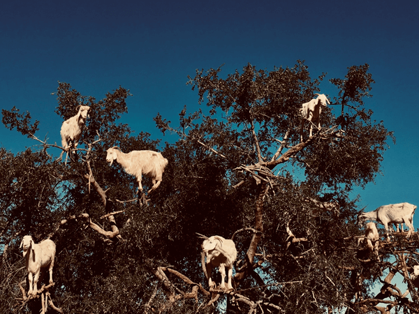 Goats perched in argan trees branches in Ounagha